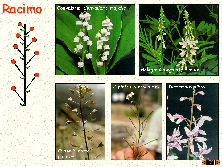 Racimo Convalaria: Convallaria majalis Galega: Galega officinalis Diplotaxis erucoides Capsella bursapastoris Dictamnus albus 