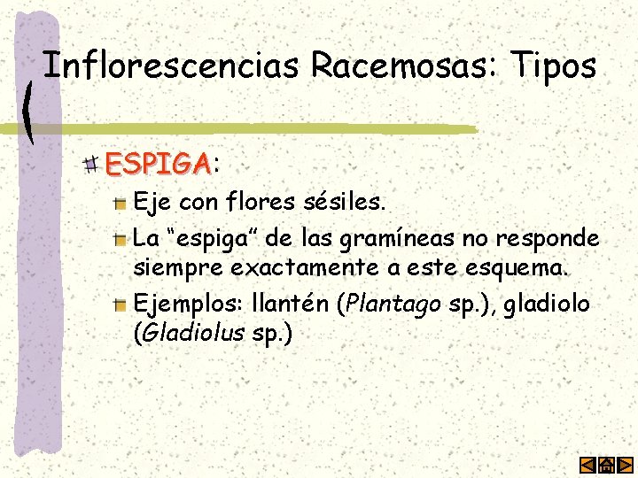 Inflorescencias Racemosas: Tipos ESPIGA: ESPIGA Eje con flores sésiles. La “espiga” de las gramíneas