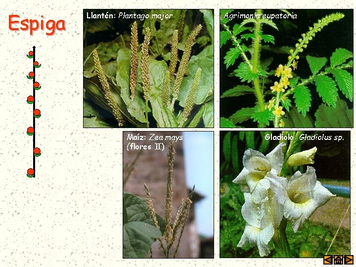 Espiga Llantén: Plantago major Maíz: Zea mays (flores ) Agrimonia eupatoria Gladiolo: Gladiolus sp.