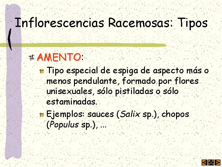 Inflorescencias Racemosas: Tipos AMENTO: AMENTO Tipo especial de espiga de aspecto más o menos