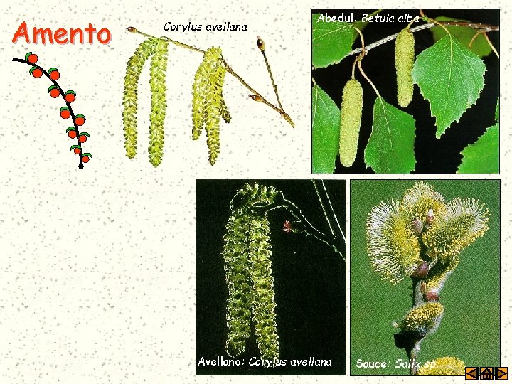 Amento Corylus avellana Abedul: Betula alba Avellano: Corylus avellana Sauce: Salix sp. 