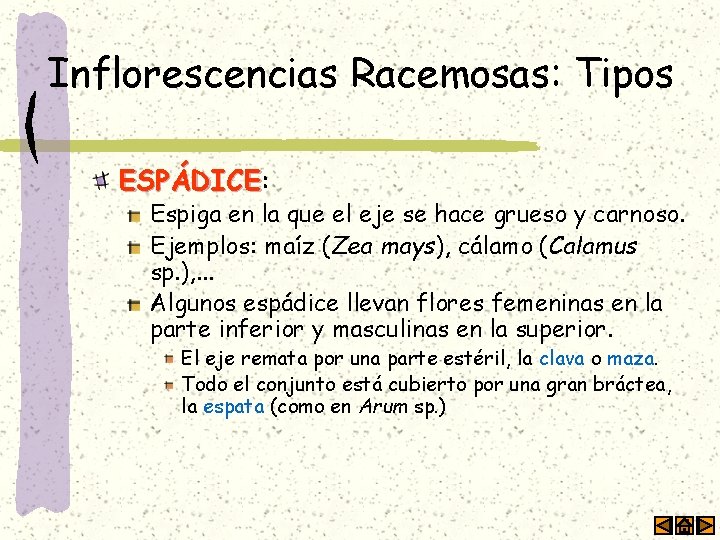Inflorescencias Racemosas: Tipos ESPÁDICE: ESPÁDICE Espiga en la que el eje se hace grueso