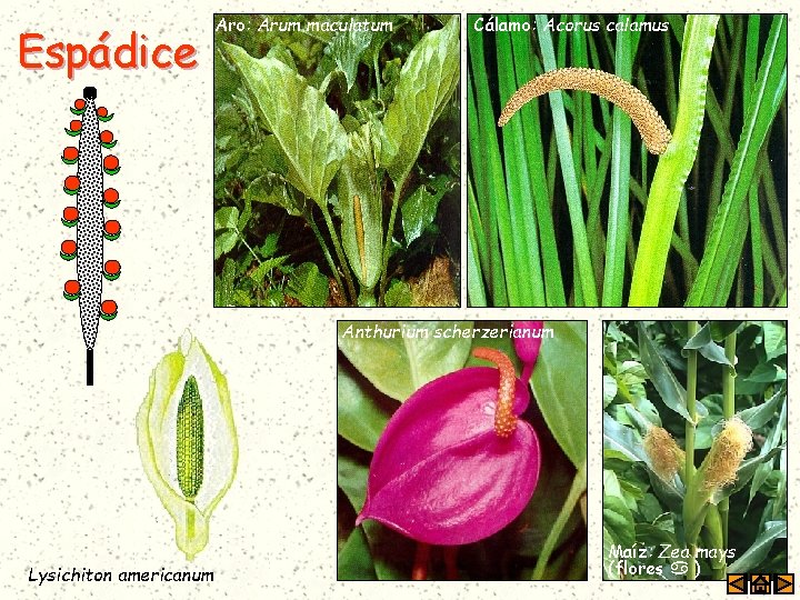 Espádice Aro: Arum maculatum Cálamo: Acorus calamus Anthurium scherzerianum Lysichiton americanum Maíz: Zea mays
