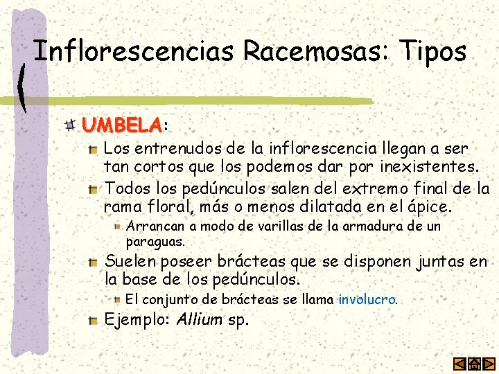 Inflorescencias Racemosas: Tipos UMBELA: UMBELA Los entrenudos de la inflorescencia llegan a ser tan
