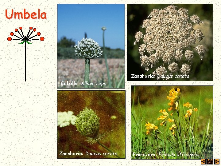 Umbela Zanahoria: Daucus carota Cebolla: Allium cepa Zanahoria: Daucus carota Primavera: Primula officinalis 