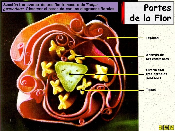 Sección transversal de una flor inmadura de Tulipa gesneriana. Observar el parecido con los