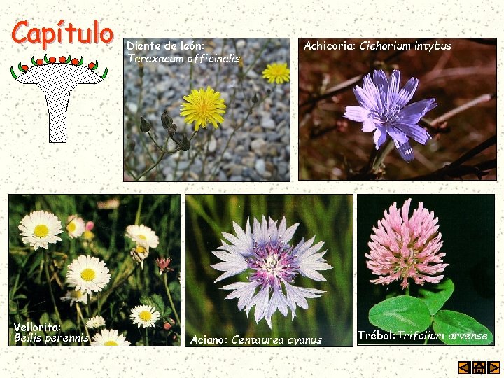 Capítulo Vellorita: Bellis perennis Diente de león: Taraxacum officinalis Achicoria: Cichorium intybus Aciano: Centaurea