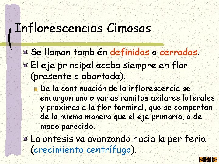 Inflorescencias Cimosas Se llaman también definidas o cerradas. El eje principal acaba siempre en