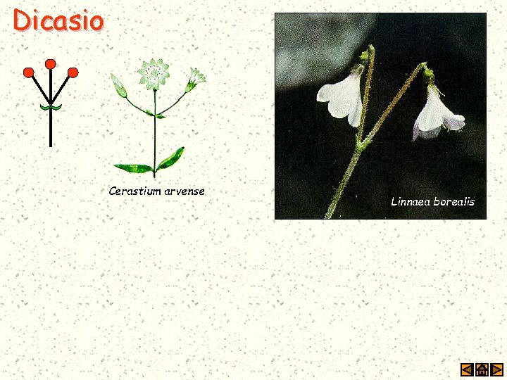 Dicasio Cerastium arvense Linnaea borealis 