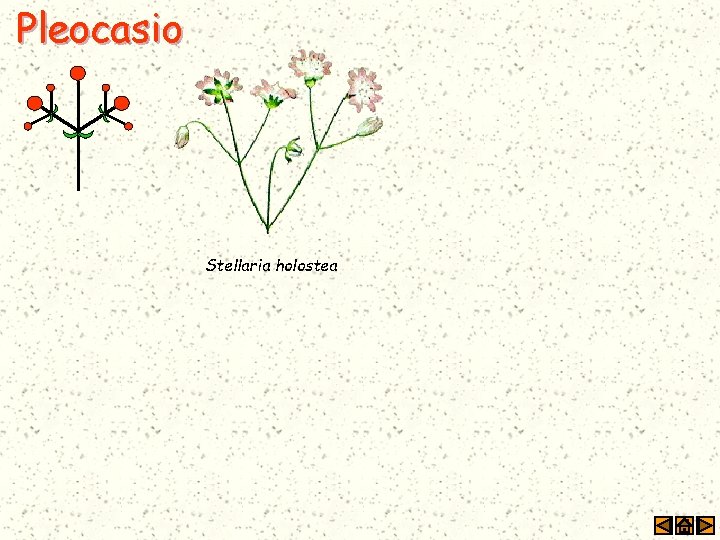 Pleocasio Stellaria holostea 