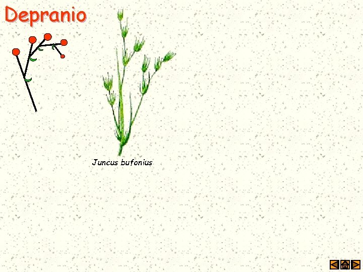 Depranio Juncus bufonius 