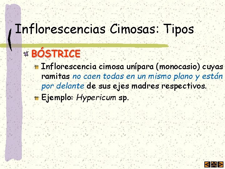 Inflorescencias Cimosas: Tipos BÓSTRICE Inflorescencia cimosa unípara (monocasio) cuyas ramitas no caen todas en