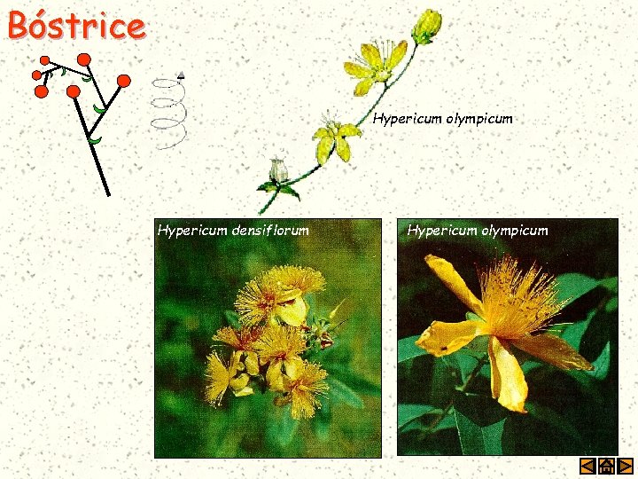 Bóstrice Hypericum olympicum Hypericum densiflorum Hypericum olympicum 