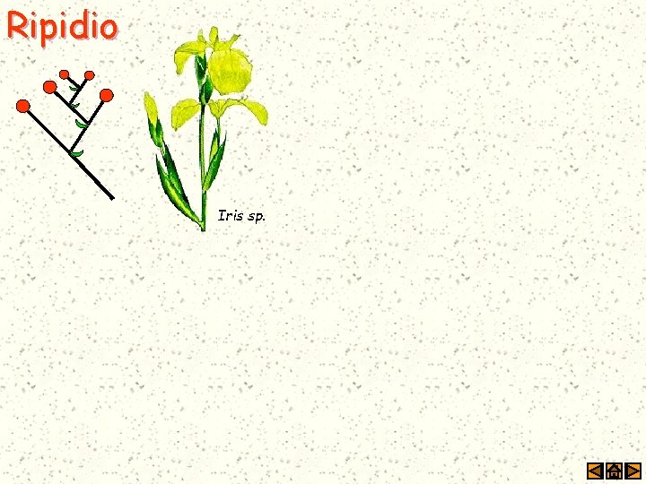 Ripidio Iris sp. 