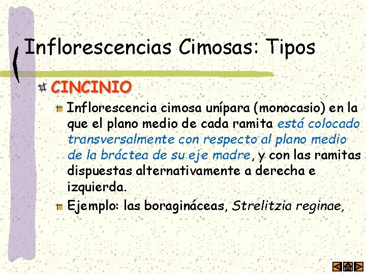 Inflorescencias Cimosas: Tipos CINCINIO Inflorescencia cimosa unípara (monocasio) en la que el plano medio