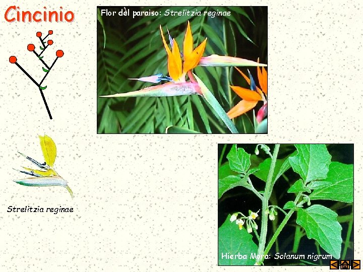 Cincinio Flor del paraiso: Strelitzia reginae Hierba Mora: Solanum nigrum 