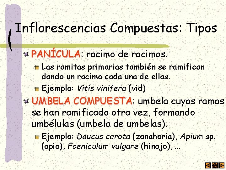 Inflorescencias Compuestas: Tipos PANÍCULA: PANÍCULA racimo de racimos. Las ramitas primarias también se ramifican