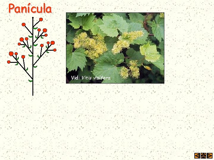 Panícula Vid: Vitis vinifera 