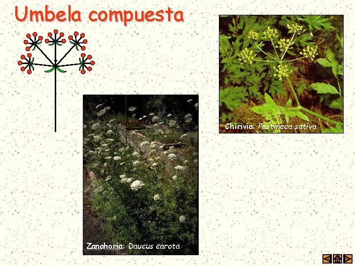 Umbela compuesta Chirivía: Pastinaca sativa Zanahoria: Daucus carota 