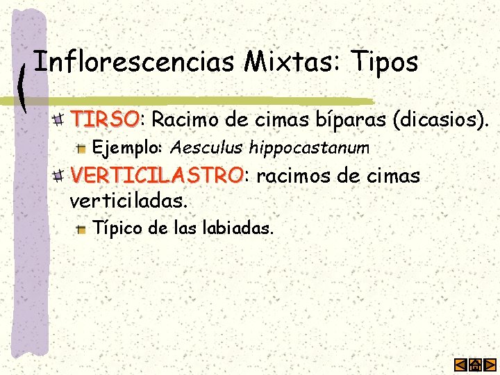 Inflorescencias Mixtas: Tipos TIRSO: TIRSO Racimo de cimas bíparas (dicasios). Ejemplo: Aesculus hippocastanum VERTICILASTRO: