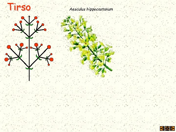 Tirso Aesculus hippocastanum 