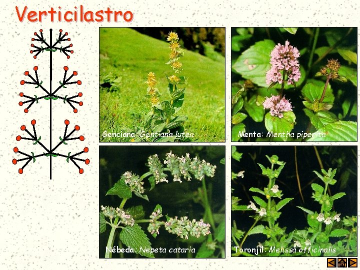 Verticilastro Genciana: Gentiana lutea Nébeda: Nepeta cataria Menta: Mentha piperita Toronjil: Melissa officinalis 