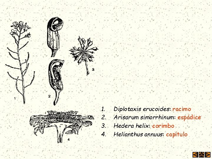 1. 2. 3. 4. Diplotaxis erucoides: racimo Arisarum simorrhinum: espádice Hedera helix: corimbo Helianthus