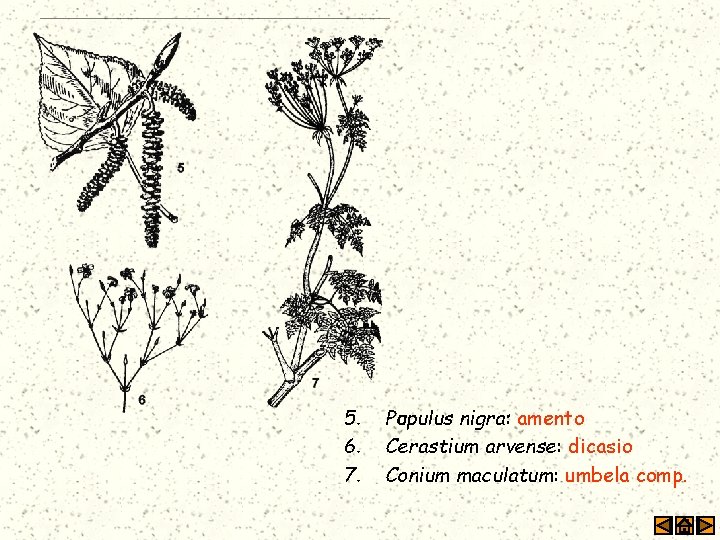 5. 6. 7. Pupulus nigra: amento Populus Cerastium arvense: dicasio Conium maculatum: umbela comp.