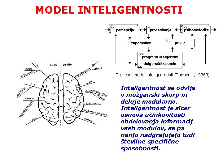 MODEL INTELIGENTNOSTI Procesni model inteligentnosti (Pogačnik, 19959) Inteligentnost se odvija v možganski skorji in