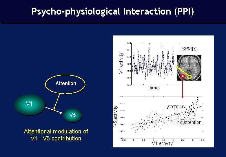 Psycho-physiological Interaction (PPI) V 1 activity SPM{Z} Attention V 5 Attentional modulation of V
