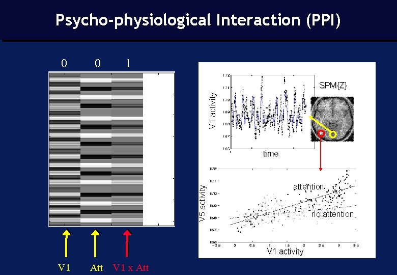 Psycho-physiological Interaction (PPI) 0 0 1 V 1 activity SPM{Z} V 5 activity time