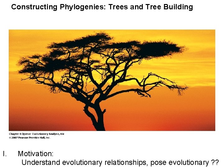 Constructing Phylogenies: Trees and Tree Building I. Motivation: Understand evolutionary relationships, pose evolutionary ?