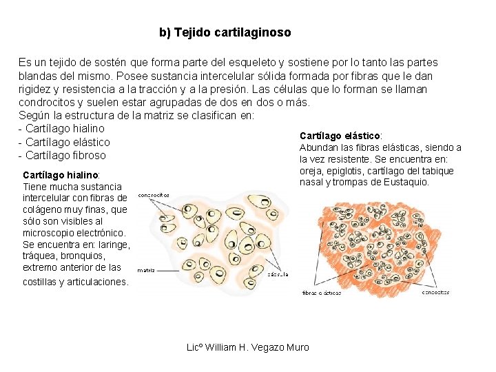 b) Tejido cartilaginoso Es un tejido de sostén que forma parte del esqueleto y