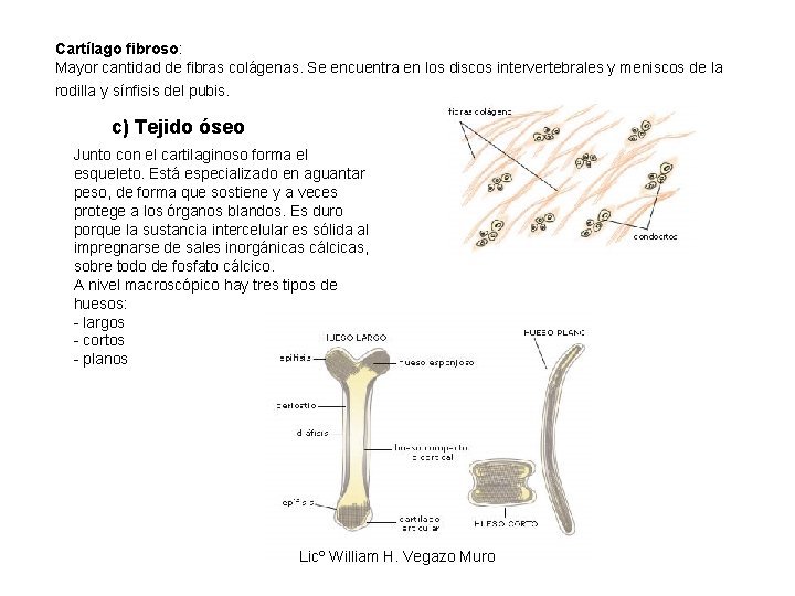 Cartílago fibroso: Mayor cantidad de fibras colágenas. Se encuentra en los discos intervertebrales y