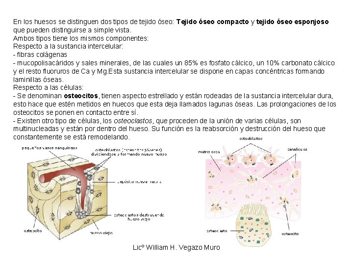 En los huesos se distinguen dos tipos de tejido óseo: Tejido óseo compacto y