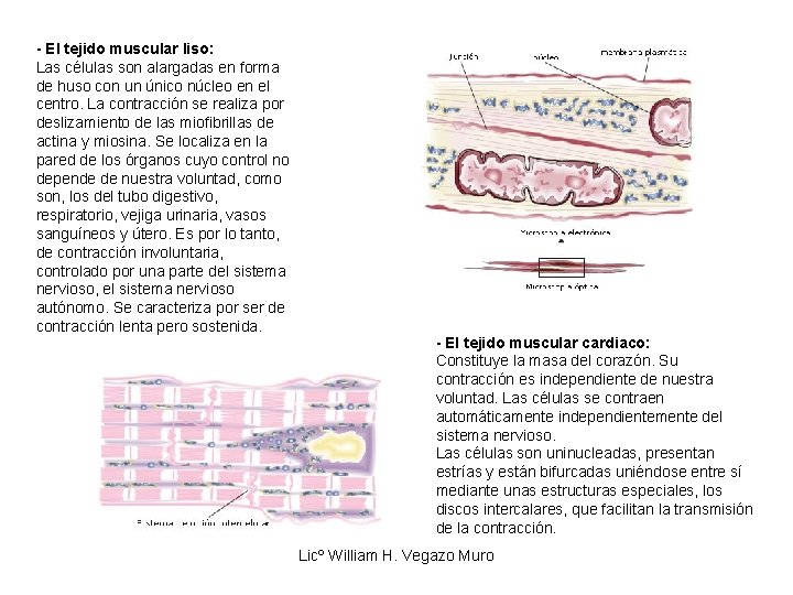 - El tejido muscular liso: Las células son alargadas en forma de huso con