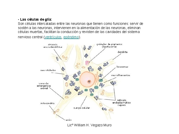 - Las células de glía: Son células intercaladas entre las neuronas que tienen como