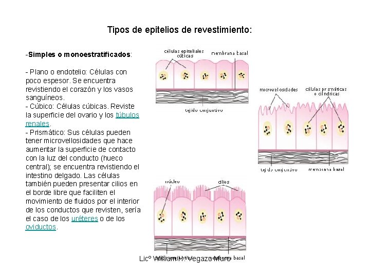 Tipos de epitelios de revestimiento: -Simples o monoestratificados: - Plano o endotelio: Células con