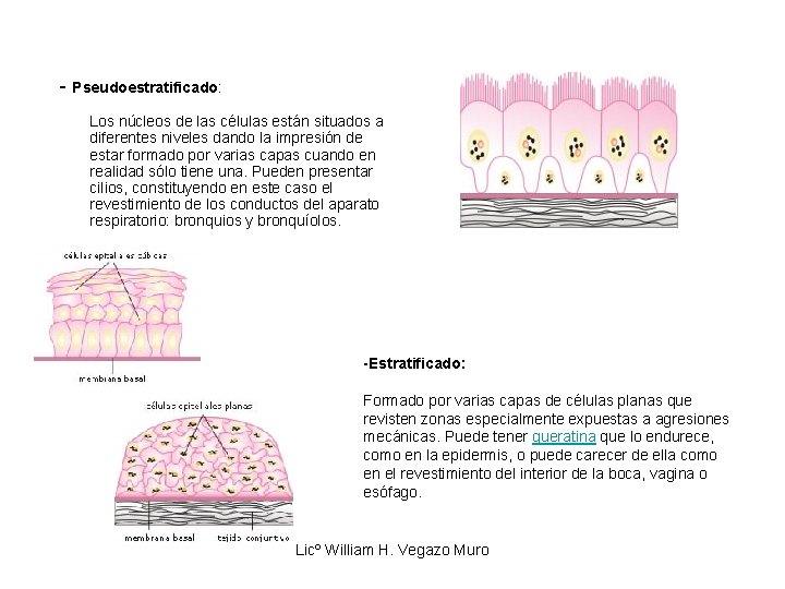 - Pseudoestratificado: Los núcleos de las células están situados a diferentes niveles dando la