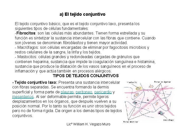 a) El tejido conjuntivo básico, que es el tejido conjuntivo laxo, presenta los siguientes