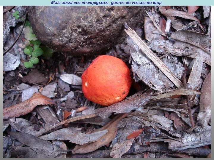 Mais aussi ces champignons, genres de vesses de loup. 