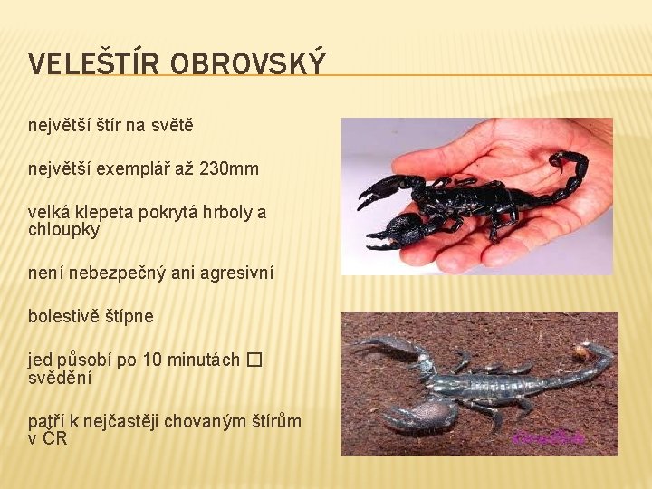 VELEŠTÍR OBROVSKÝ největší štír na světě největší exemplář až 230 mm velká klepeta pokrytá