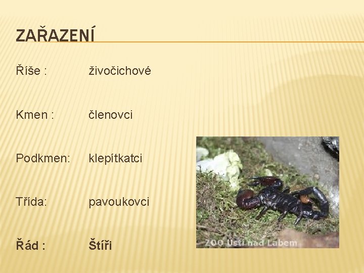 ZAŘAZENÍ Říše : živočichové Kmen : členovci Podkmen: klepítkatci Třída: pavoukovci Řád : Štíři