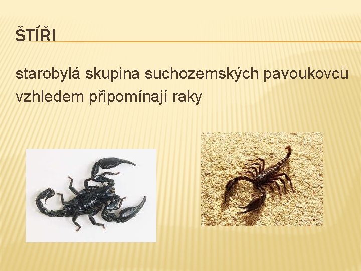 ŠTÍŘI starobylá skupina suchozemských pavoukovců vzhledem připomínají raky 