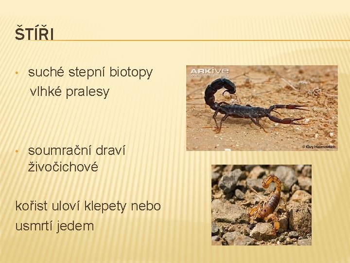 ŠTÍŘI • suché stepní biotopy vlhké pralesy • soumrační draví živočichové kořist uloví klepety