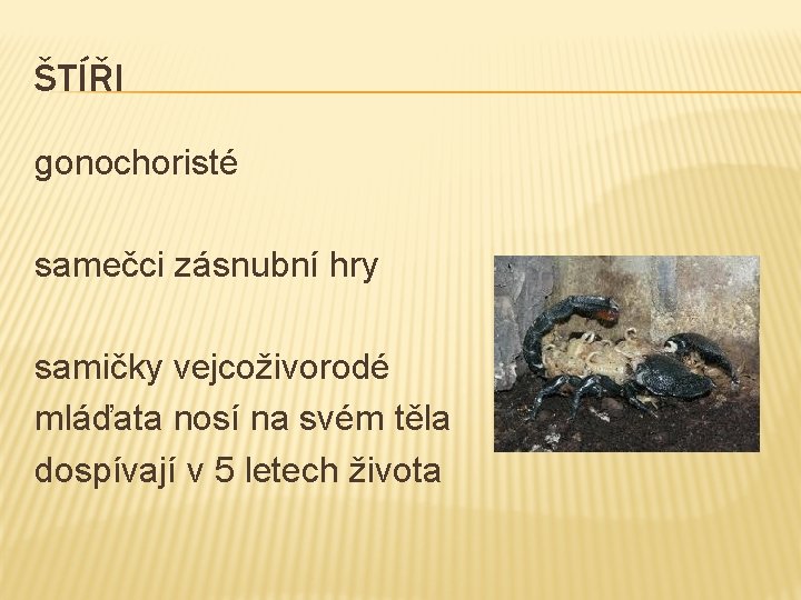 ŠTÍŘI gonochoristé samečci zásnubní hry samičky vejcoživorodé mláďata nosí na svém těla dospívají v