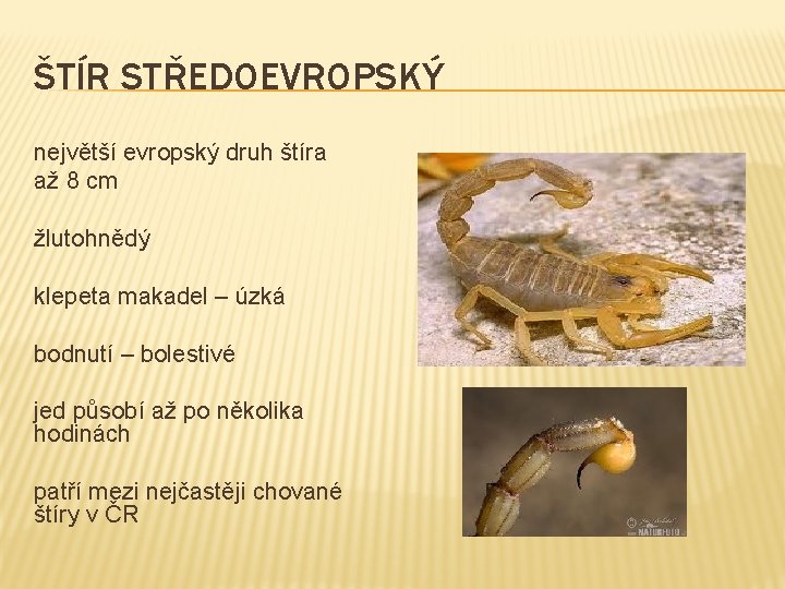 ŠTÍR STŘEDOEVROPSKÝ největší evropský druh štíra až 8 cm žlutohnědý klepeta makadel – úzká