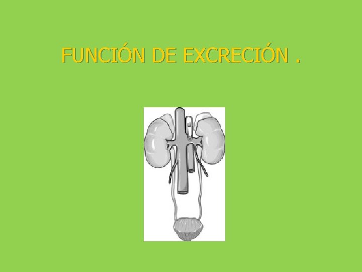 FUNCIÓN DE EXCRECIÓN. 