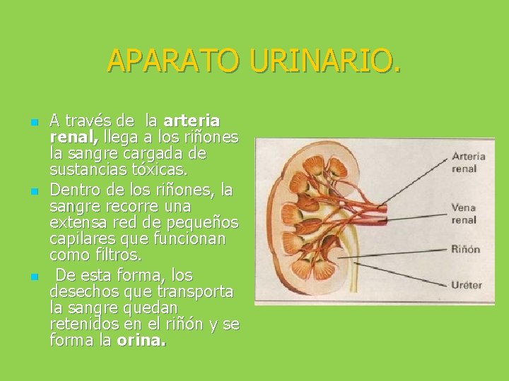 APARATO URINARIO. n n n A través de la arteria renal, llega a los