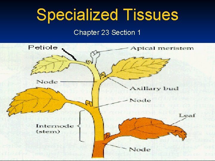 Specialized Tissues Chapter 23 Section 1 